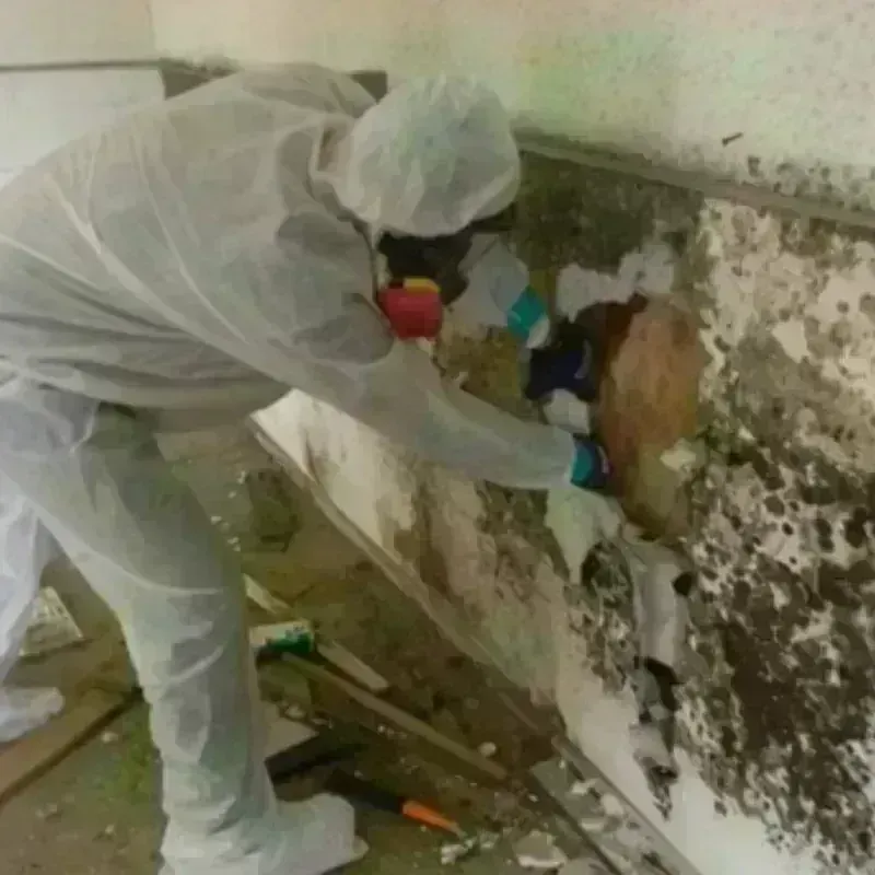 Mold Remediation and Removal in Collinsville, IL